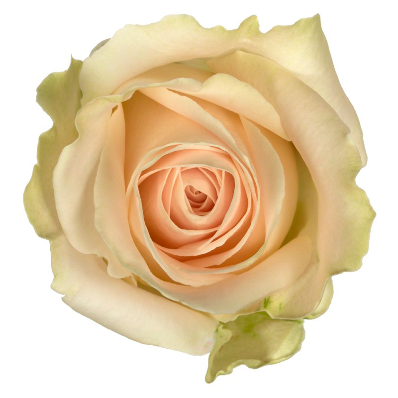 Свадебная роза Adore Avalanche+ 