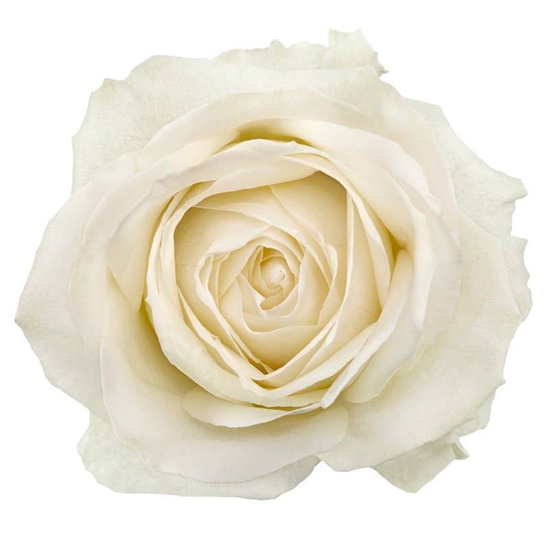 Свадебная роза Avalanche+