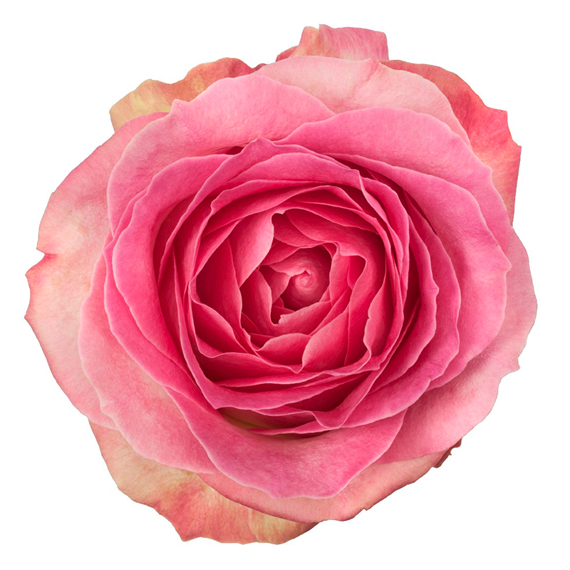 Свадебная роза Candy Avalanche+