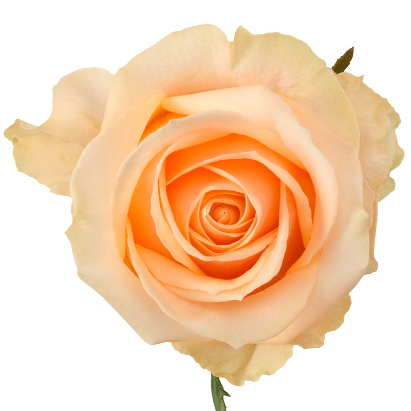 Свадебная роза Peach Avalanche+