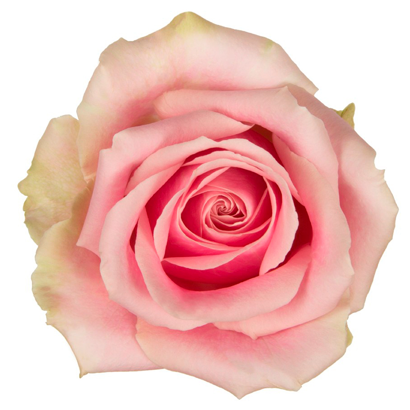 Свадебная роза Pink Avalanche+
