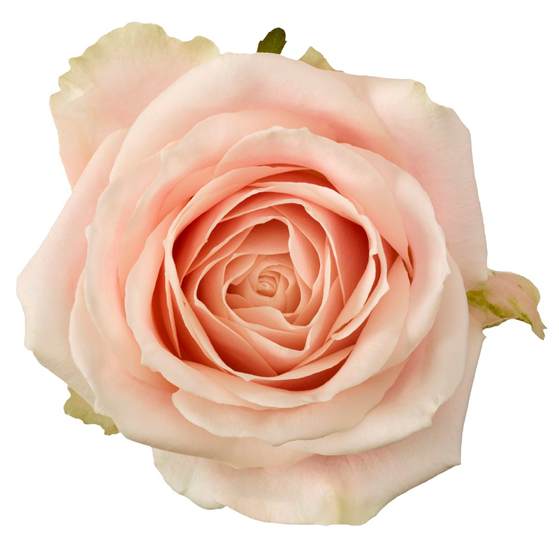 Свадебная роза Sweet Avalanche+