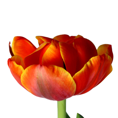 Купить тюльпаны оптом ТЮЛЬПАН КВИНСДЭЙ  (Queensday)