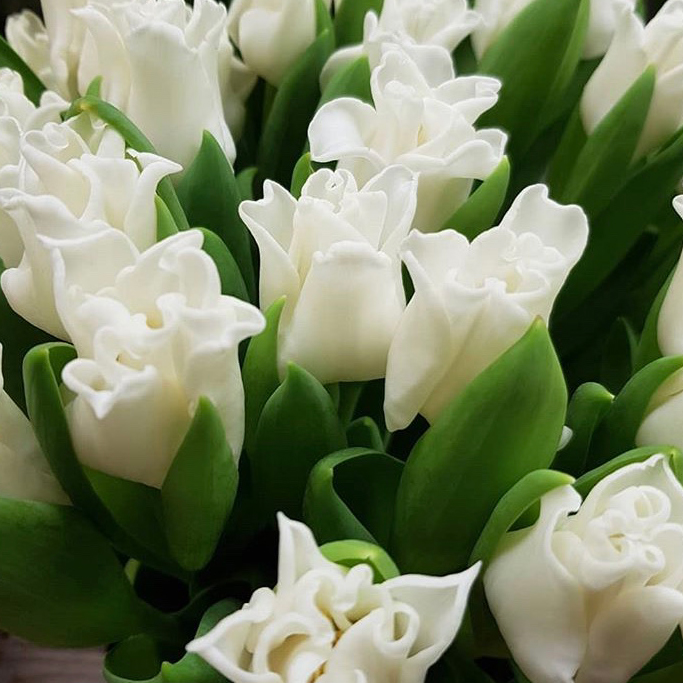 Купить тюльпаны оптом ТЮЛЬПАН ВАЙТ ЛИБЕРСТАР (White Liberstar)