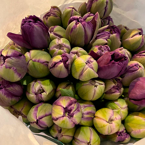 Купить тюльпаны оптом ТЮЛЬПАН САЙГОН ДАБЛ (Saigon Dubbel)