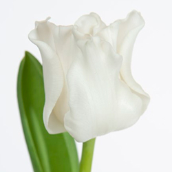 Купить тюльпаны оптом ТЮЛЬПАН ВАЙТ ЛИБЕРСТАР (White Liberstar)