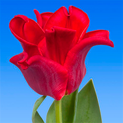 Купить тюльпаны оптом ТЮЛЬПАНЫ РЕД ДРЕС (Red Dress)