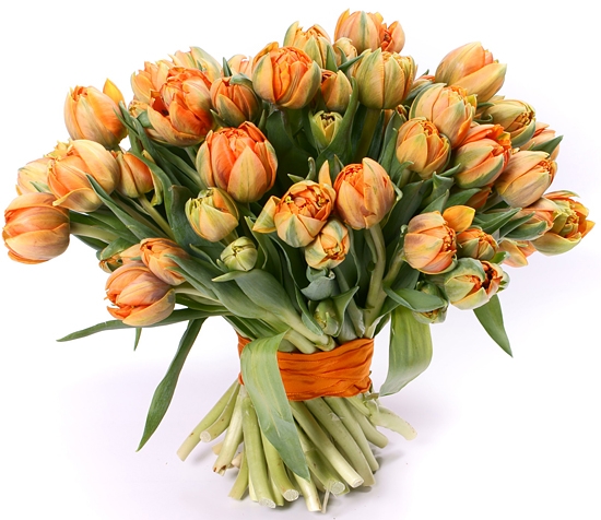 свежие тюльпаны