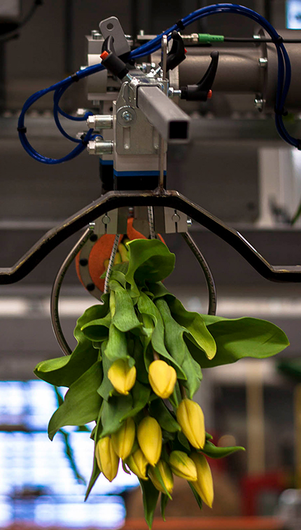 Система Bercomex Furora - автоматизированная обработка тюльпанов