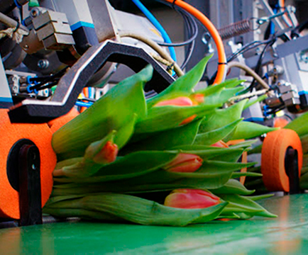 Сортировка и упаковка срезанные тюльпаны